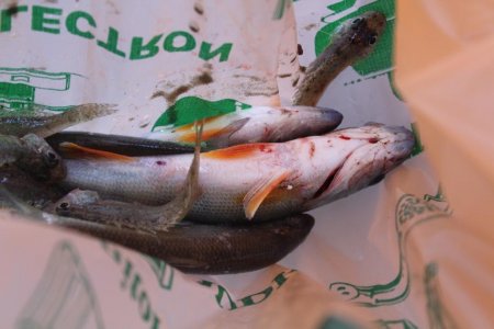 Соревнования по спортивной рыбалке